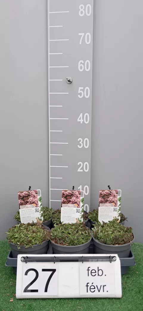 Origanum vulg. 'Compactum'