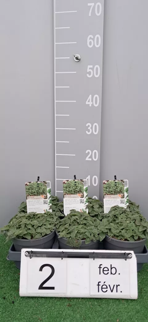 Origanum vulg. 'Hot Spicy'