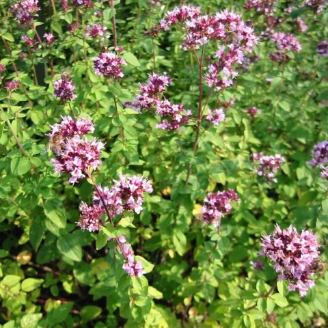 Origanum vulgare