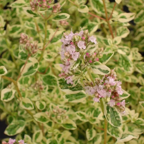 Origanum vulg. 'Polyphant'