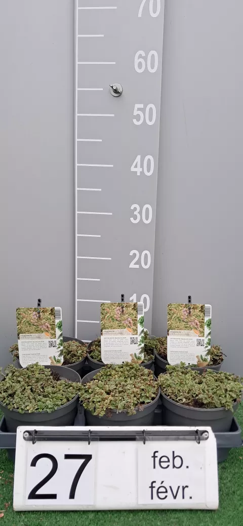 Origanum vulg. 'Polyphant'