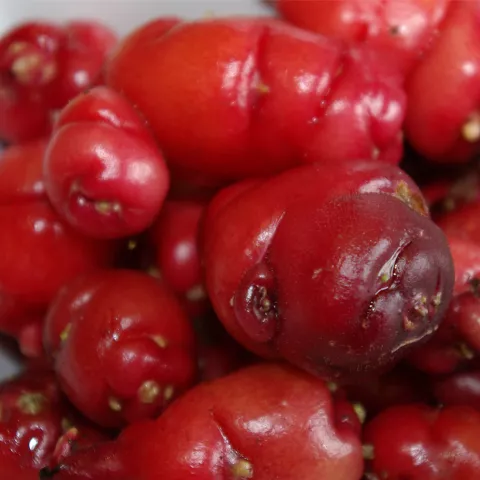 Oxalis tuberosa 'Mexican Red'