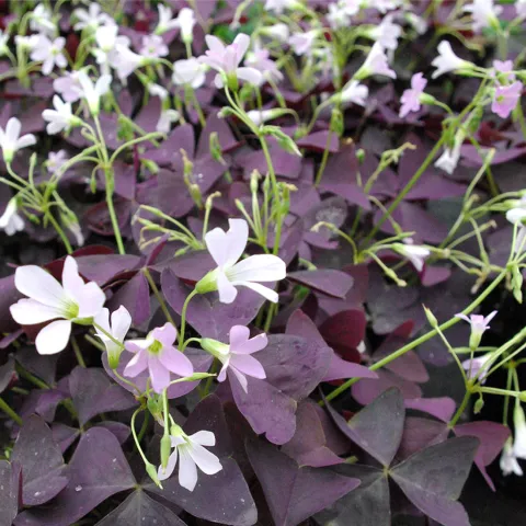 Oxalis triangularis