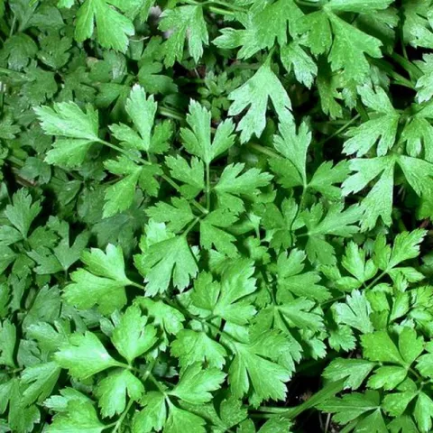 Petroselinum crispum 'Italian'