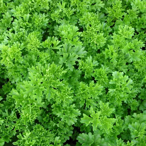 Petroselinum crispum