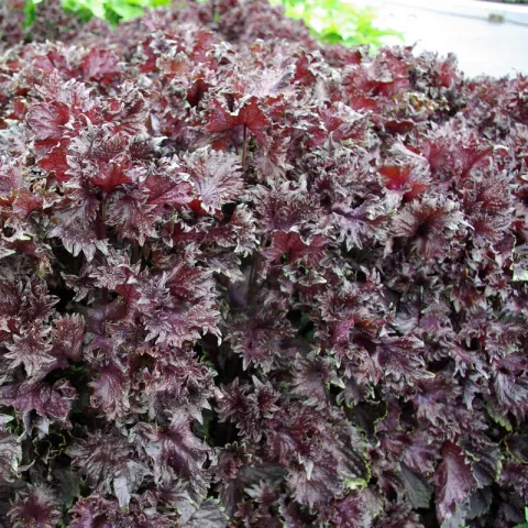 Perilla frut. 'Crispa'