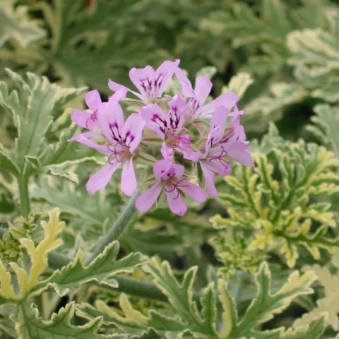 Pelargonium 'Lady Plymouth'