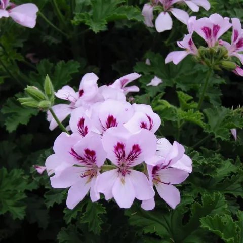 Pelargonium 'Citriodorum'