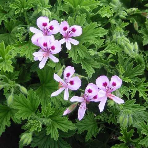 Pelargonium 'Citronella'