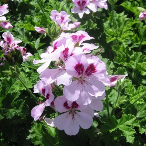 Pelargonium 'Copthorne'
