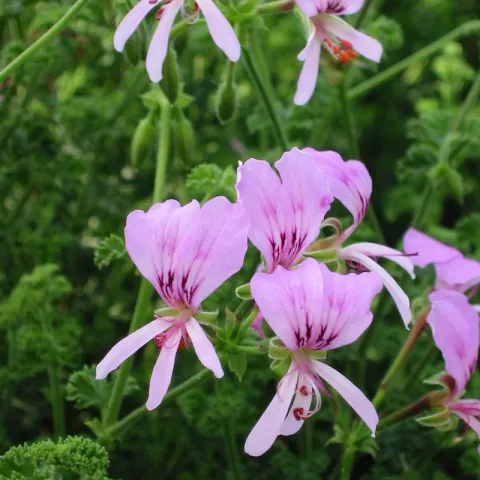 Pelargonium 'Crispum minor'
