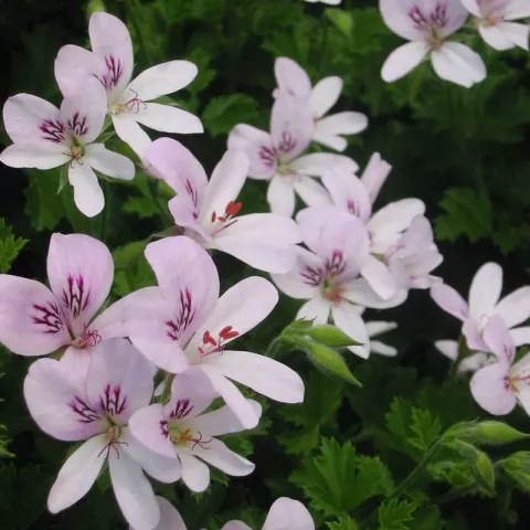 Pelargonium Prince of Orange