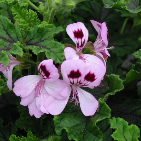 Pelargonium q. 'Royal Oak'
