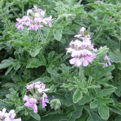 Pelargonium 'Rober's Lemon'