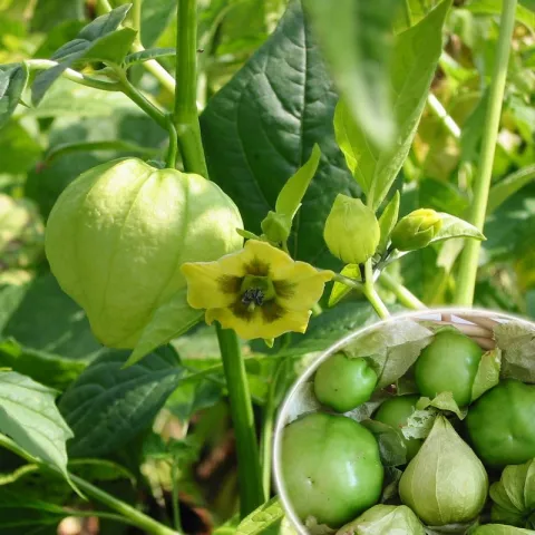 Physalis ixocarpa
