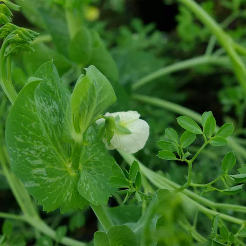 Pisum sativum 'Parsley'