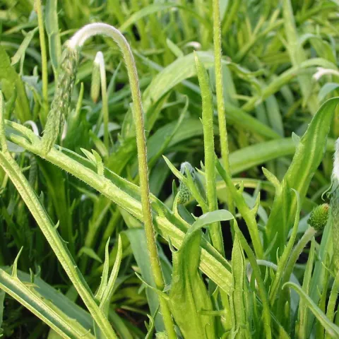 Plantago coronopus