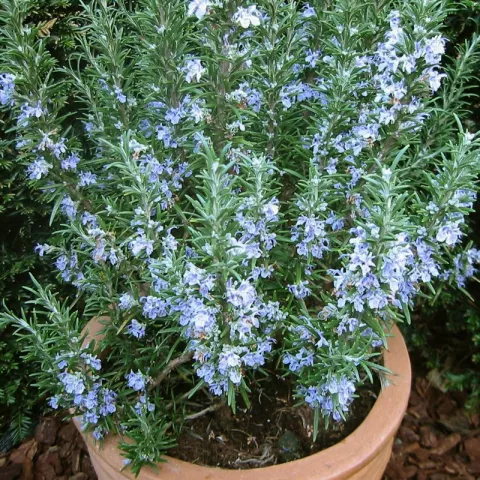 Rosmarinus officinalis