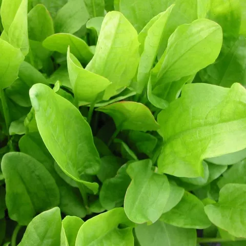 Rumex acetosa