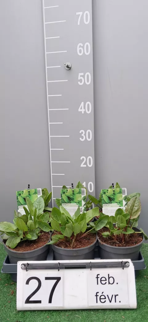 Rumex acetosa