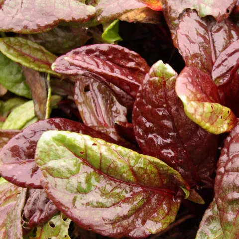 Rumex arifolius 'Ruber'
