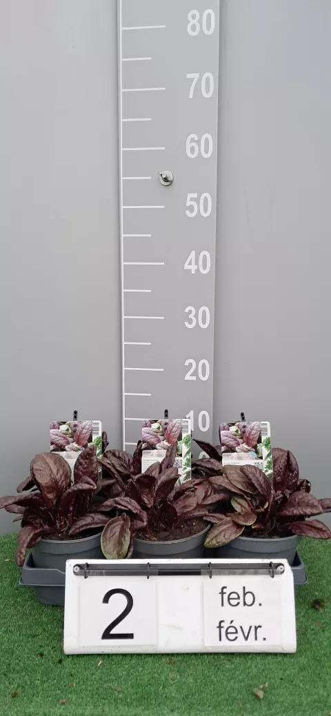 Rumex arifolius 'Ruber'