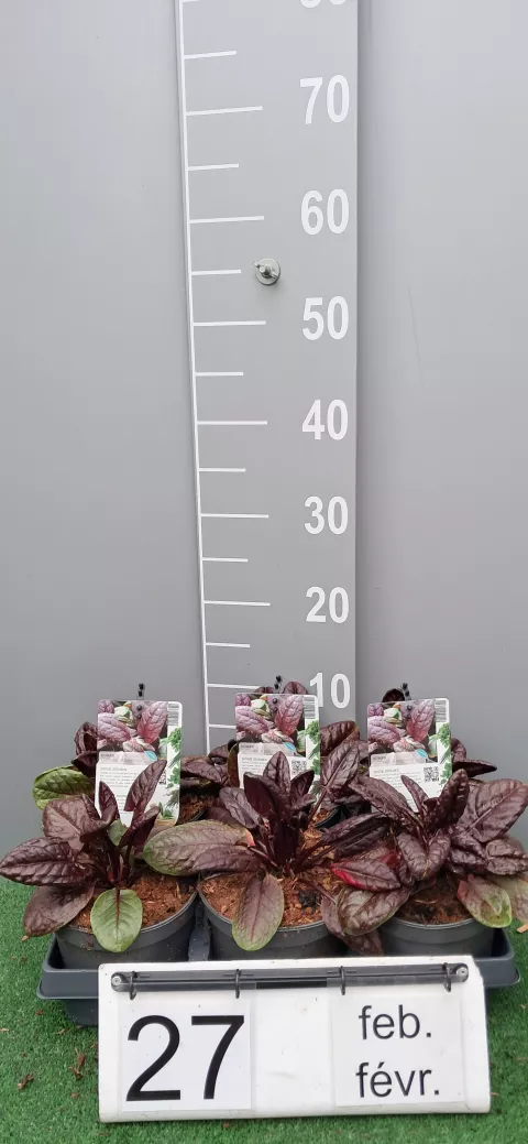 Rumex arifolius 'Ruber'