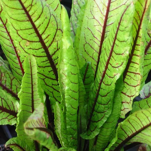 Rumex sanguineus
