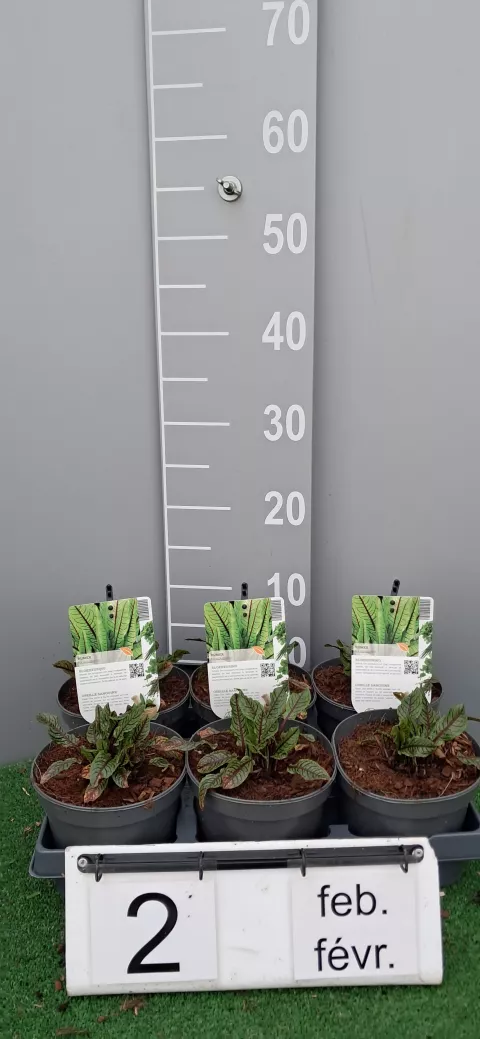 Rumex sanguineus