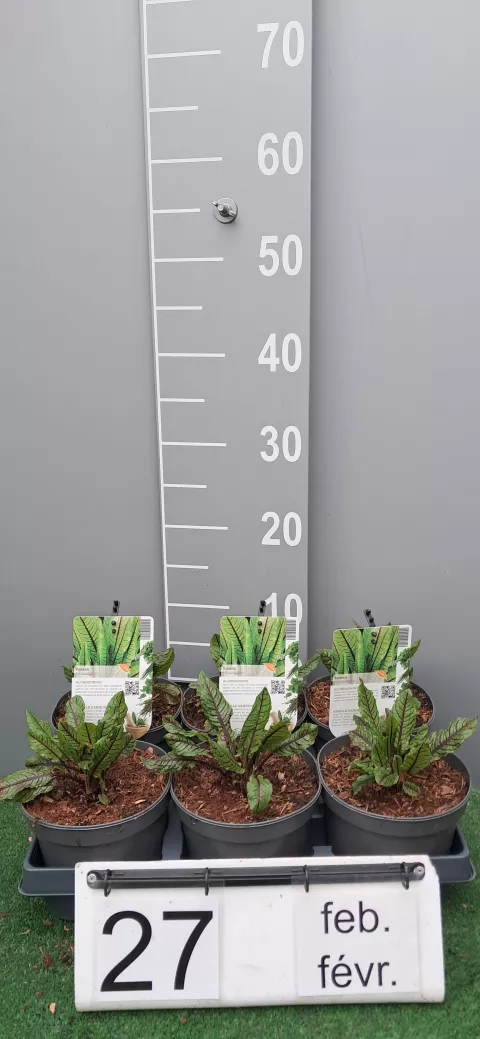 Rumex sanguineus
