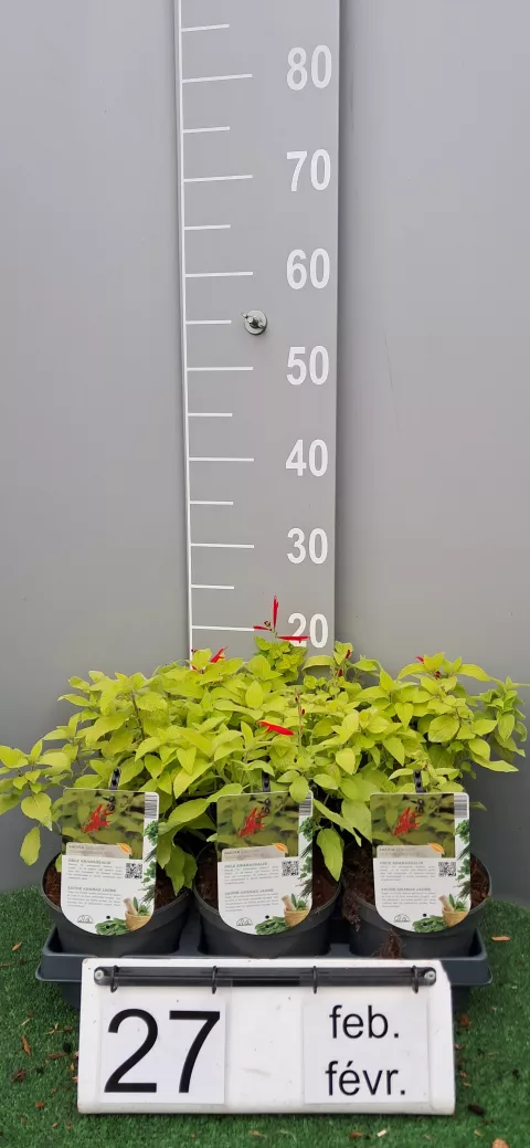 Salvia elegans 'Golden Delicious'