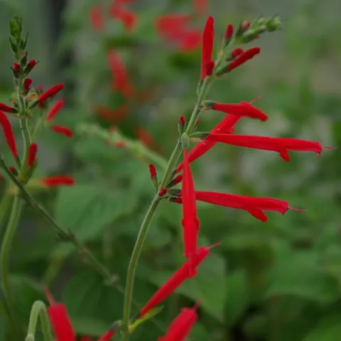Salvia elegans 'Honey Melon'