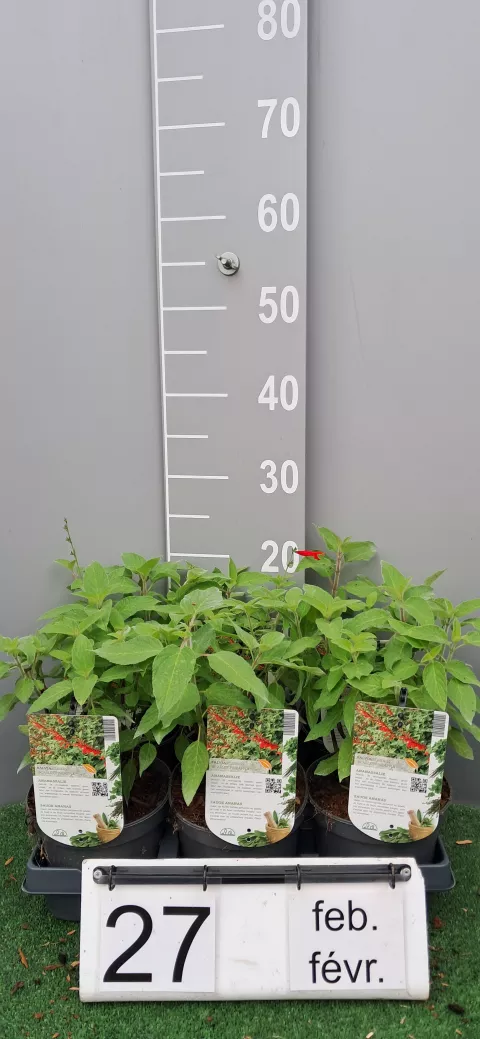 Salvia elegans 'Scarlet Pineapple'