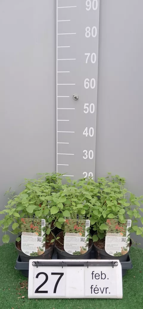 Salvia elegans 'Scarlet Tangerine'