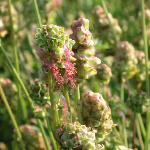 Sanguisorba minor