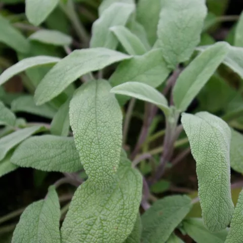 Salvia offic. 'Elephant Ear'