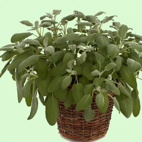 Salvia offic. 'Maxima'