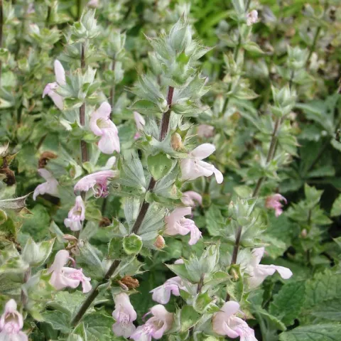 Salvia taraxacifolia