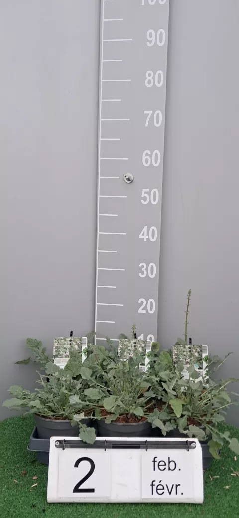 Salvia taraxacifolia