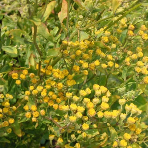 Tanacetum balsamita