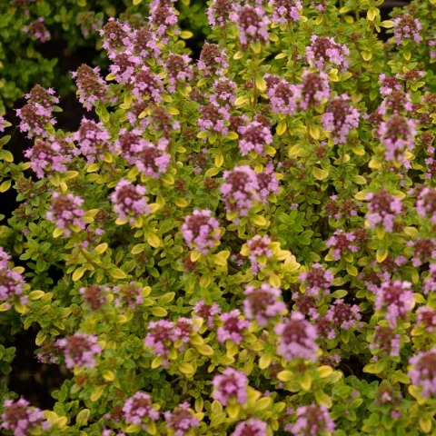 Thymus citr. 'Archer's Gold'