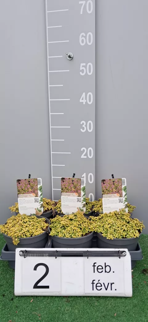 Thymus citr. 'Archer's Gold'