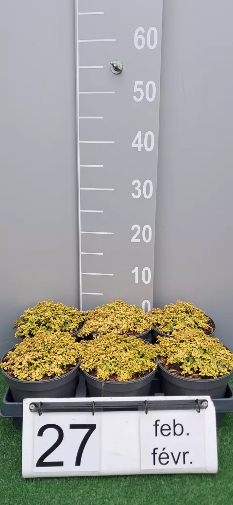 Thymus citr. 'Archer's Gold'