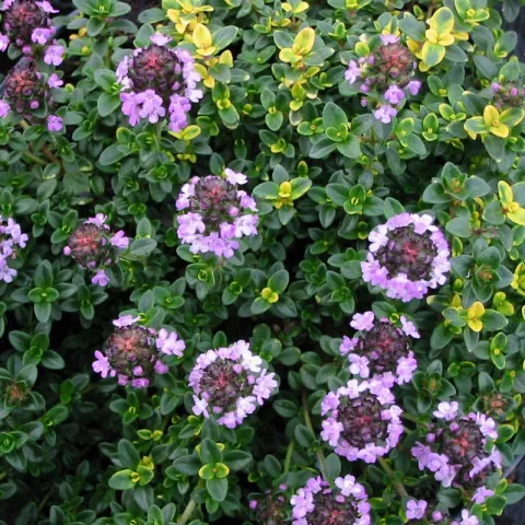 Thymus citr. 'Doone Valley'