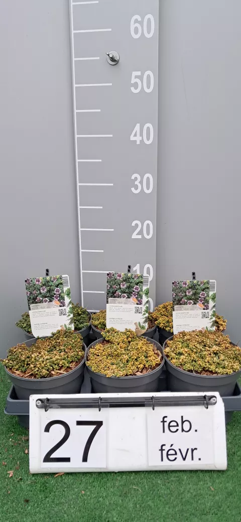 Thymus citr. 'Doone Valley'