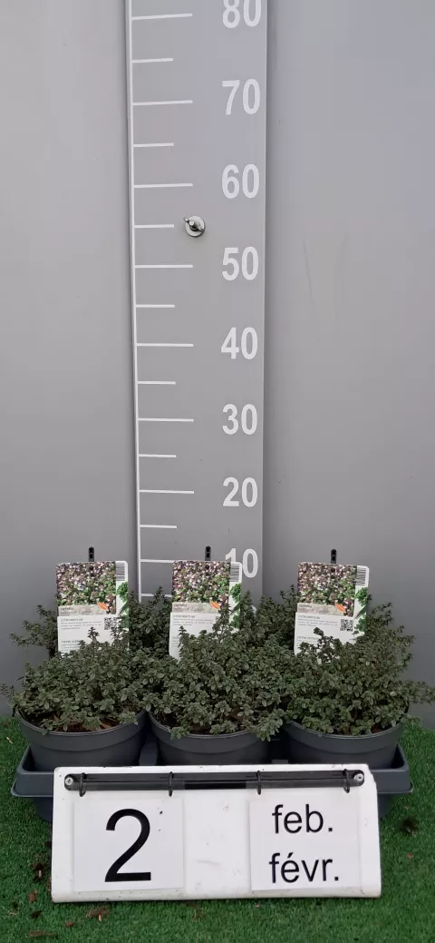 Thymus citr. 'Lemon'