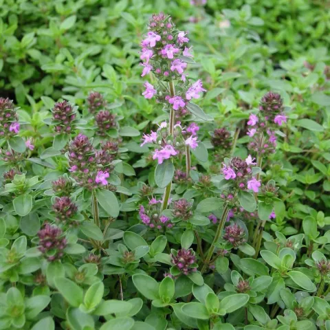 Thymus serpyllum