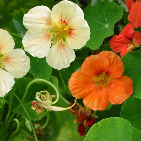 Tropaeolum majus