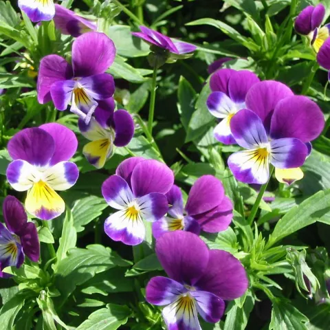 Viola tricolor