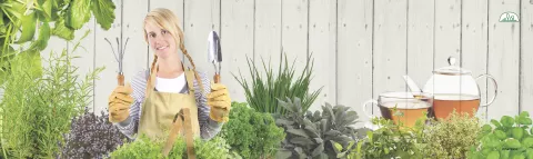 ZZ Banner 2 Kruiden - Plantes aromatiques